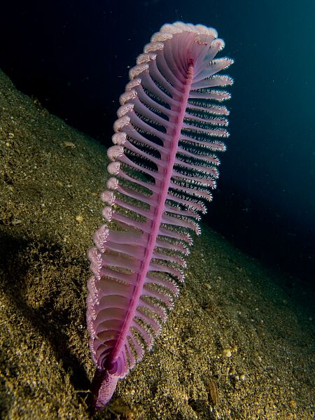 Virgularia sp. (Purple sea pen)