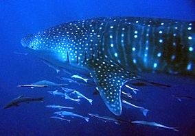 Whale Shark Ningaloo.jpg