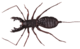 Whip Scorpion body (9672115742) (white background).png