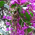 White-throated Gerygone Nesting 6