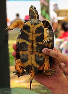 Wood Turtle, male, plastron
