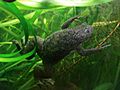 Xenopus laevi juillet 2007