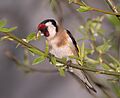 Щегол черноголовый цветочки ивы щиплет (Carduelis carduelis), Крылатские холмы