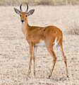 2009-reedbuck
