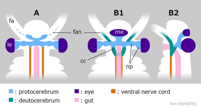 20220715 Radiodonta brain interpretations