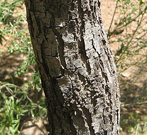 Acacia-estrophiolata-bark2