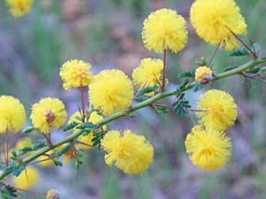 Acacia pulchella GlenForrest08