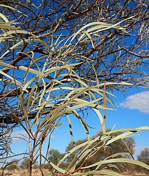 Acacia sericophylla foliage.jpg