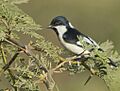 Adult White napped Tit