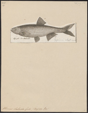 Alburnus chalcoides - 1788 - Print - Iconographia Zoologica - Special Collections University of Amsterdam - UBA01 IZ15000149.tif
