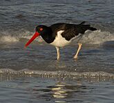 American Oystercatcher - Flickr - Andrea Westmoreland