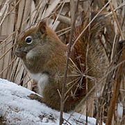American Red Squirrel (Tamiasciurus hudsonicus) - Cambridge, Ontario.jpg