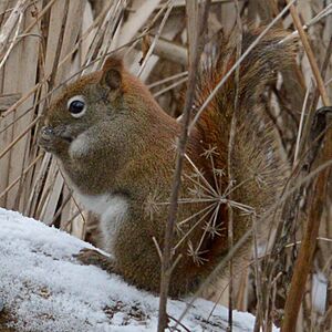 American Red Squirrel (Tamiasciurus hudsonicus) - Cambridge, Ontario