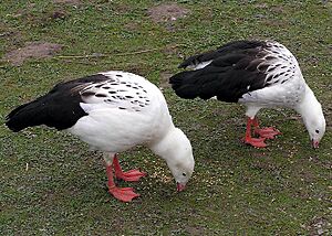 Andean.goose.pair.arp.750pix