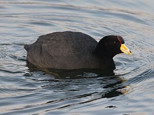 Andean Coot RWD2.jpg