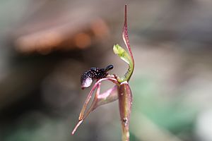 Ant Orchid - Chiloglottis formicifera (8630715290).jpg