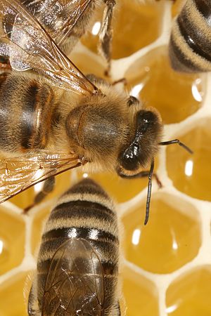 Apis mellifera carnica worker honeycomb 3