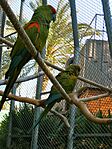 Ara rubrogenys -Barcelona Zoo, Barcelona, Catalonia, Spain-8a