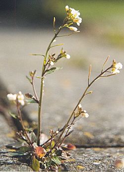 Arabidopsis thaliana.jpg