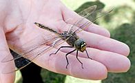 Australian Emperor Dragonfly - Hemianax papuensis