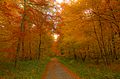Forest path flanked with young trees in autumn colors