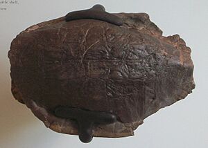 Baena arenosa AMNH 1112