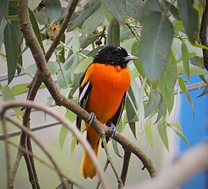 Baltimore Oriole. Icterus galbula - Flickr - gailhampshire (2)