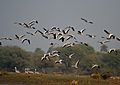Bar-headed Geese- Bharatpur I IMG 8337