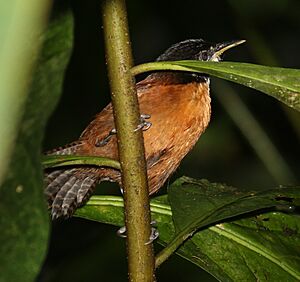 Bay Wren (flash photo)