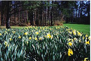Bernheim Daffodils