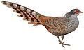 BirdsAsiaJohnGoVIIGoul Catreus wallichii