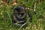 Black Rat Snake - Elaphe obsoleta, Glendening Tract, Jug Bay Sanctuary, Lothian, Maryland