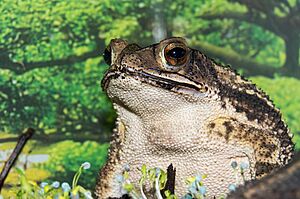 Bufo valliceps (2016).jpg