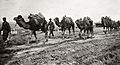 Camels on the way to Catalca, 1912