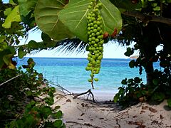 Campsite at Flamenco Beach, Culebra, Puerto Rico
