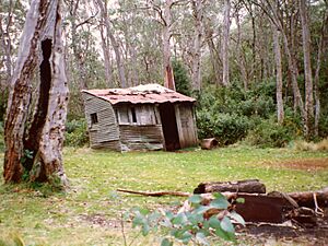 Careys Peak Snow Gums & Crooked Shed