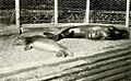 Caribbean monk seals New York