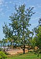 Casuarina equisetifolia - Darwin NT