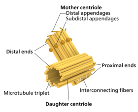 Centriole-en