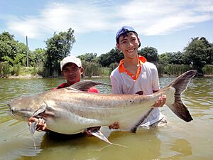 Chao phraya catfish Secimen lake 2 Hua Hin Thailand
