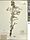 Cirsium pitcheri, Pitcher's thistle, Lily Bay