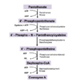 CoA Biosynthetic Pathway