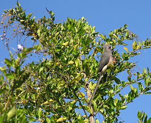 Colius White-backed mousebird feeding on Duranta berries 9861