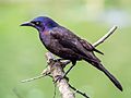 Common grackle in PP (36732)