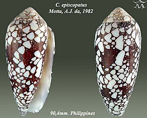 Conus episcopatus 1.jpg