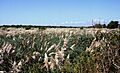 Cortaderia selloana