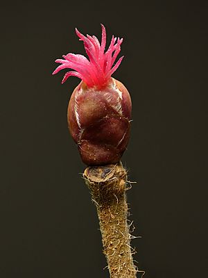 Corylus avellana female flower - Keila
