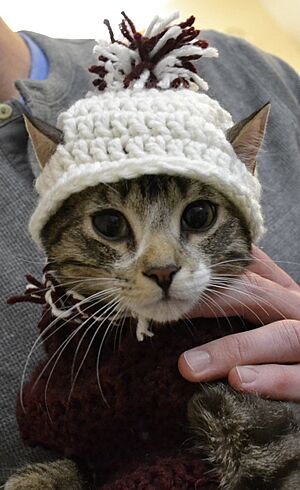 Crochet cat example