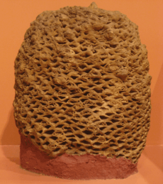 Cycadeoidea fossil cropped
