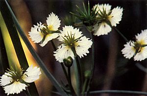 Damasonium californicum.jpg